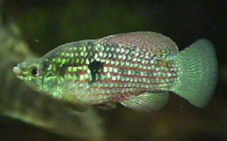 American Flagfish