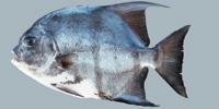 Atlantic Spadefish