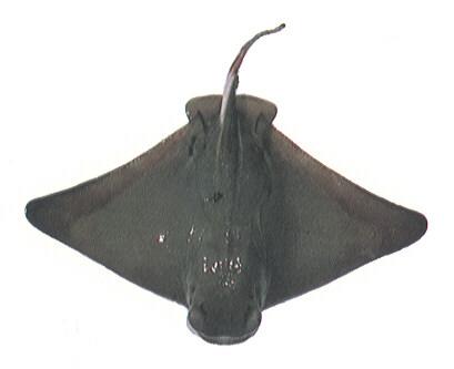 Bat Ray Fish