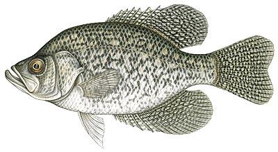 Black Crappie