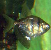 Black Skirt Tetra