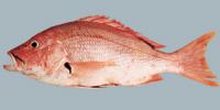 Blackfin Snapper