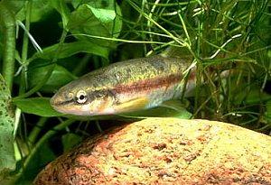 Blacknose Dace