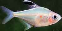 Bleeding Heart Tetra