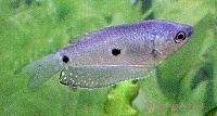 Blue Gourami