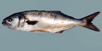 Bluefish