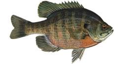 Bluegill