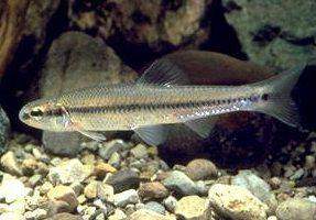 Bluntnose Minnow