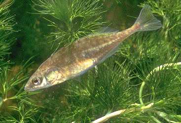 Brook Stickleback