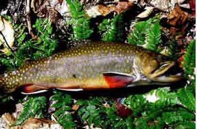 Brook Trout