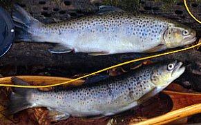 Brown Trout