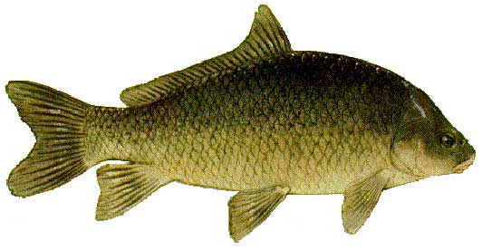 Buffalo fish