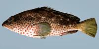 Calico Grouper