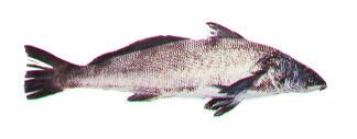 California Corbina