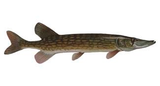 Chain Pickerel