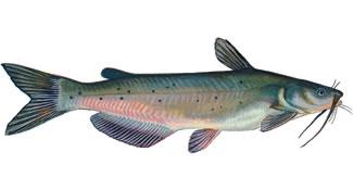 Channel Catfish