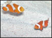 Clownfish