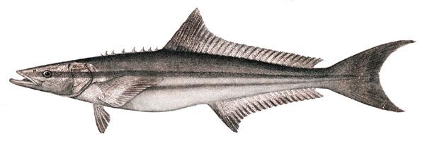 Cobia