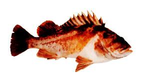 Copper Rockfish