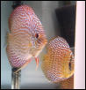 Discus