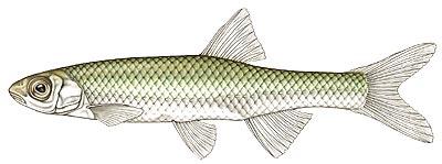 Emerald Shiner