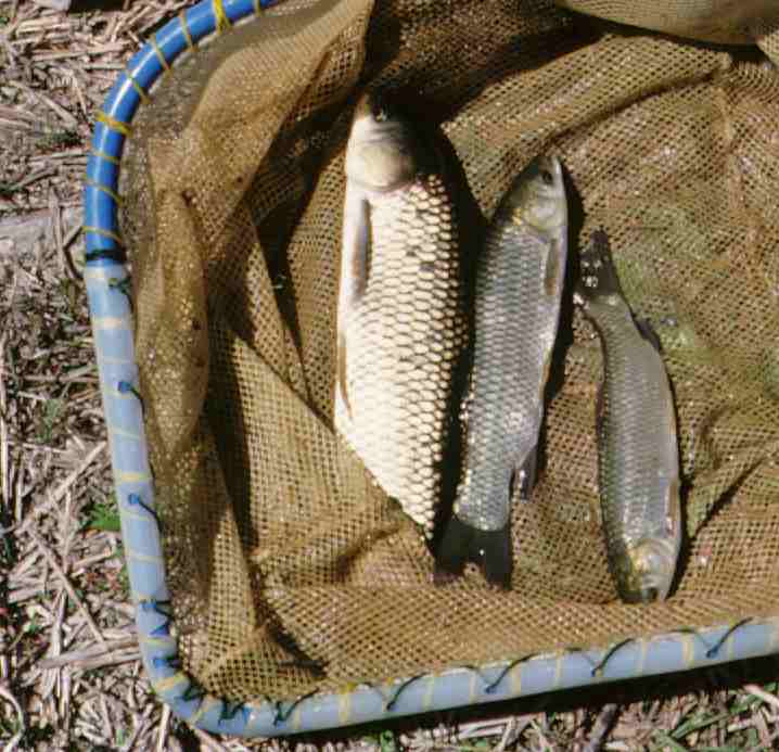 Grass Carp