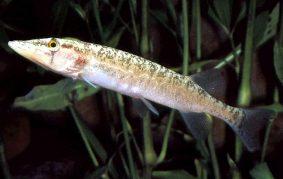 Grass Pickerel