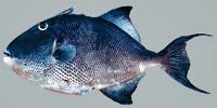 Gray Triggerfish