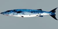 Great Barracuda