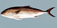 Greater Amberjack