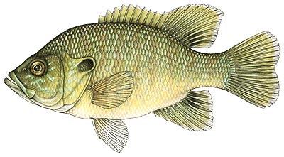 Green Sunfish