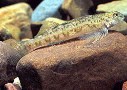 Greenside Darter