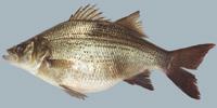 Hybrid Striped Bass