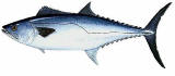 Kingfish