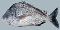 Knobbed Porgy