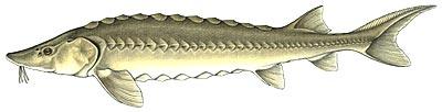 Lake Sturgeon