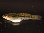 Least Killifish