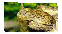 Leopard Catfish