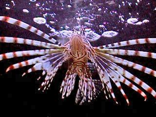 Lionfish