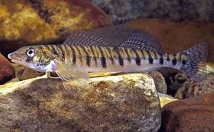 Logperch Darter