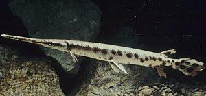 Longnose Gar