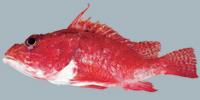 Longspine Scorpionfish