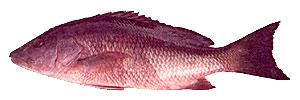 Mangrove Snapper