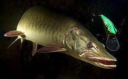 Muskellunge