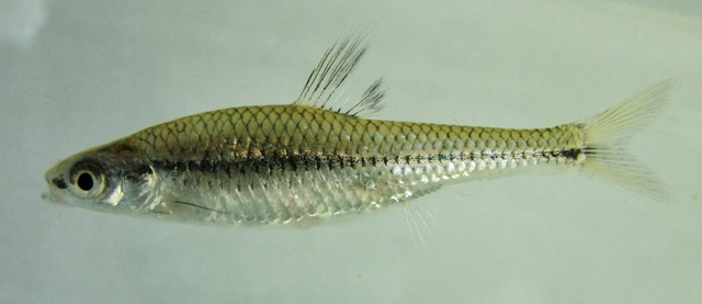 Pugnose Minnow