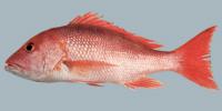 Red Snapper