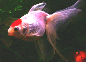 Red Cap Oranda