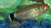 Red Eye Tetra