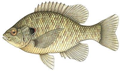 Redear Sunfish