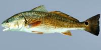 Redfish